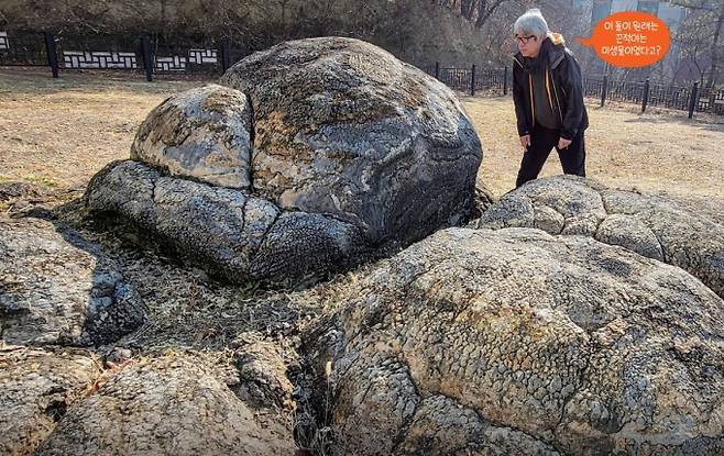 우경식 교수가 천연기념물로 지정된 대구가톨릭대학교의 스트로마톨라이트를 관찰하고 있다. 이 스트로마톨라이트는 중생대 백악기 건조한 기후의 호숫가에서 자랐는데, 당시 한반도는 지금보다 더 따뜻한 기후였다고 추측할 수 있다. 우경식 제공