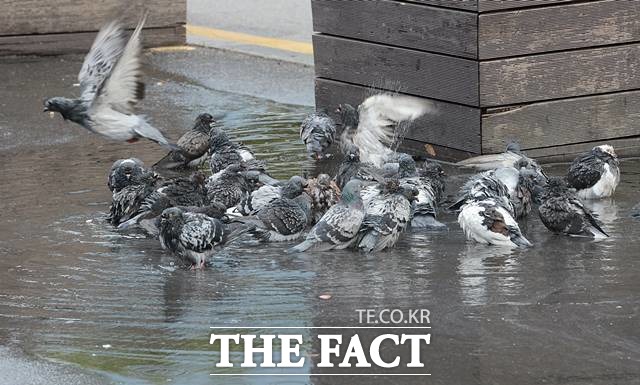 "비둘기 문제는 가장 많은 민원 중 하나다. 일부 시민들이 먹이를 주는 곳은 비둘기가 더 몰려 민원이 많다." 한 서울시 공무원은 도심 속 비둘기 때문에 골머리를 앓는 현실을 이렇게 설명했다./뉴시스