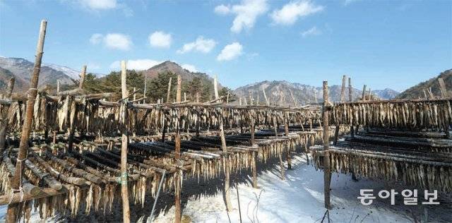 12월 말부터 이듬해 3월 중순까지 총 4000여만 마리의 황태가 건조되는 용대리의 한 황태덕장 풍경.
