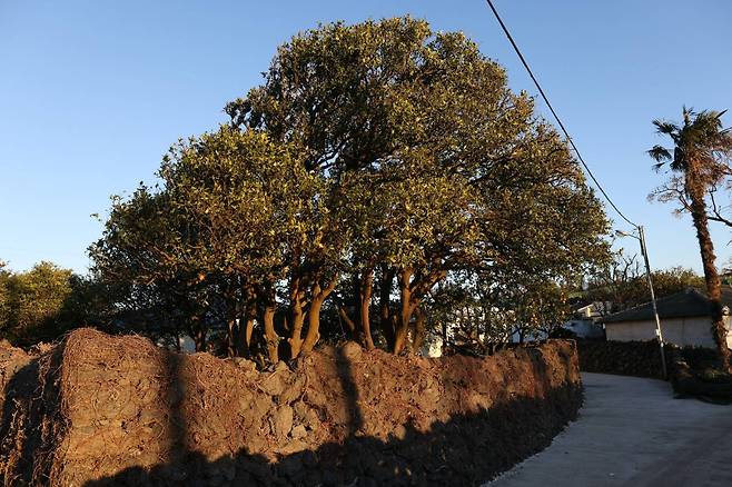 The oldest surviving jingyul trees, planted in the 1600s, stand at the home of Kang Sung-yo and Park Young-ok on Jeju Island. Photo © Hyungwon Kang