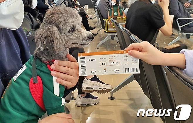 어나더베이비는 1일 '반려견과 함께하는 3.1절 기념 울릉도(DOG도) 비행' 행사를 주최했다. 강아지도 별도의 자리가 마련됐다. © 뉴스1 최서윤 기자
