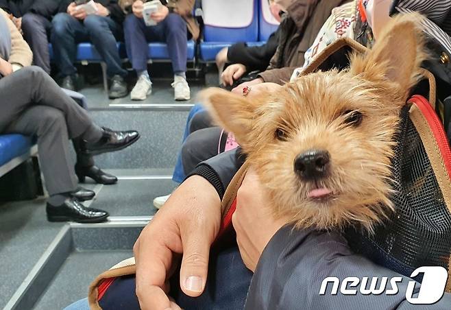 어나더베이비는 1일 '반려견과 함께하는 3.1절 기념 울릉도(DOG도) 비행' 행사를 주최했다. 비행기로 이동하는 버스를 탄 탑승객이 강아지를 안고 있다. © 뉴스1 최서윤 기자