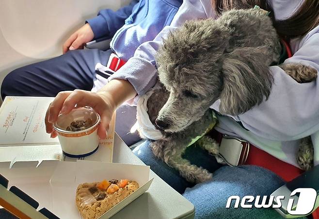 어나더베이비는 1일 '반려견과 함께하는 3.1절 기념 울릉도(DOG도) 비행' 행사를 주최했다. 강아지들을 위해 제공된 기내식 피자와 아이스크림. © 뉴스1 최서윤 기자