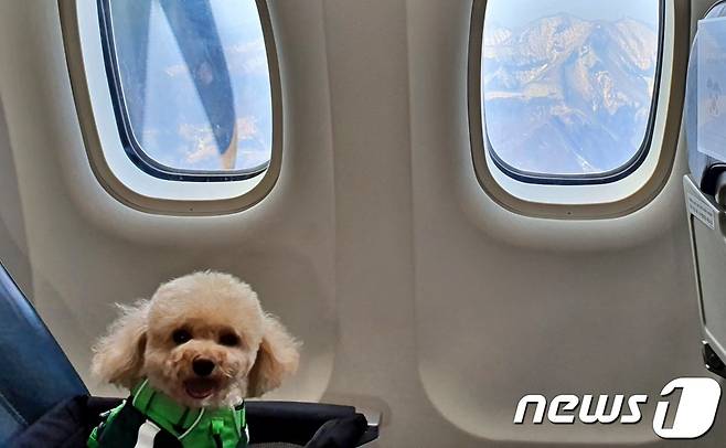 어나더베이비는 1일 '반려견과 함께하는 3.1절 기념 울릉도(DOG도) 비행' 행사를 주최했다. 울릉도 상공을 날고 있는 비행기 안에서 강아지가 얌전하게 앉아 있다. 창밖에 울릉도가 보인다. © 뉴스1 최서윤 기자