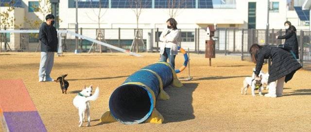 경기 오산시 오산동에 있는 ‘반려동물 테마파크’ 운동장에서 시민들이 반려견과 함께 즐거운시간을 보내고 있는 모습. 오산시 제공