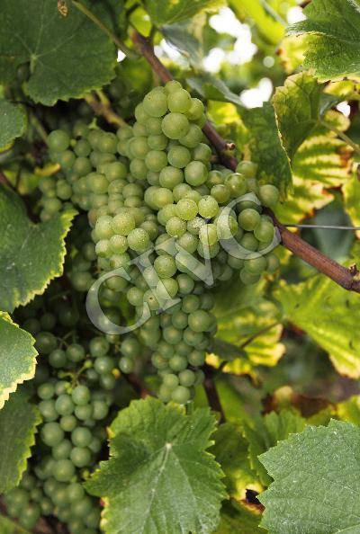 샤르도네 CIVC 제공