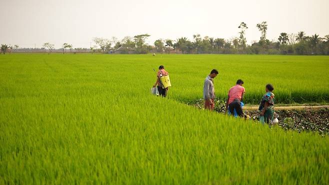 방글라데시 남서부 해안지역 대부분에서 염분 문제가 발생하고 있다