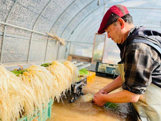 유수항 충남 서산시 운산면 가좌1리 이장이 달래를 세척하고 있다.