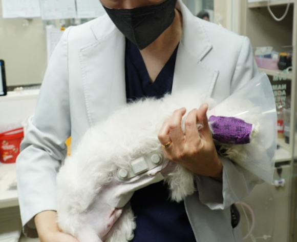 동물 심전도 센서 VEMO 부착한 모습 [사진=코메디닷컴]