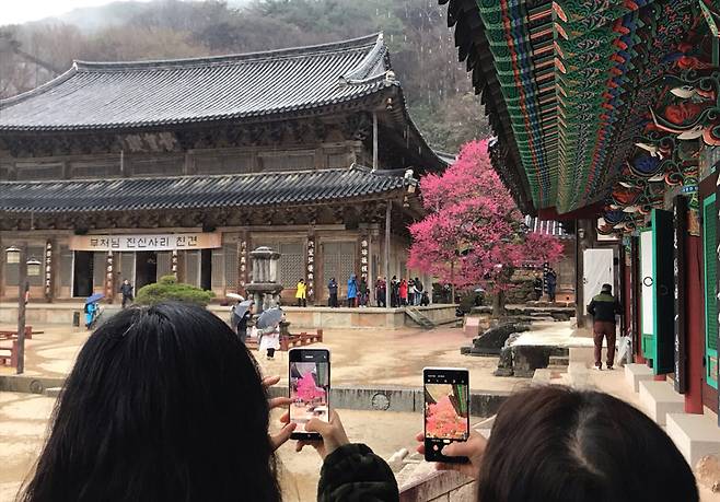 어디가 포인트일까. 홍매화를 카메라에 담기 위해 아침 일찍부터 분주하다.