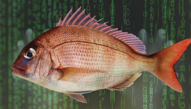 참돔(픽사베이)