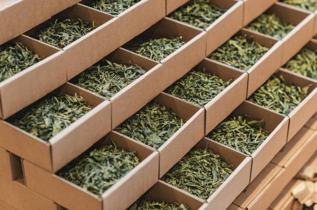 멜릭서 제품의 주요 원료 중 하나인 녹차