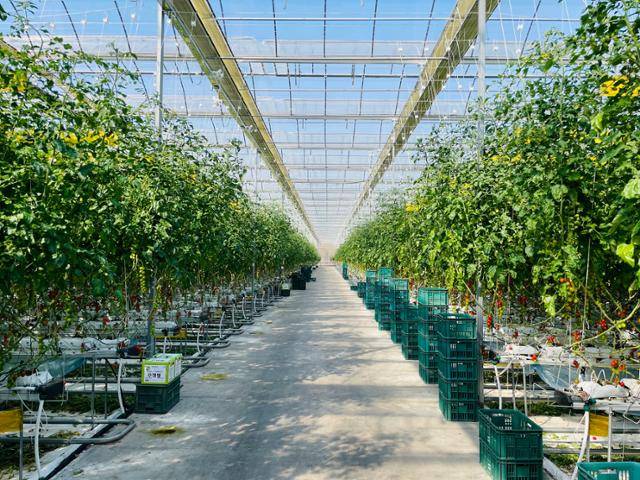 충남 부여군 세도면에 위치한 방울토마토 비닐하우스 실내 전경.