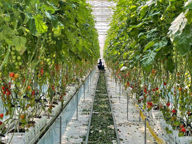 정보통신기술(ICT)이 적용된 스마트팜 농법으로 운영되는 방울토마토 농장.