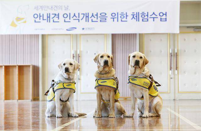 안내견 체험봉사 행사에 참석한 안내견 후보견들 세움(왼쪽부터), 바름, 리버. 삼성화재안내견학교 제공