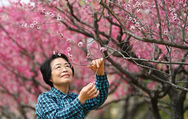 대구 경상감영공원에 피어난 홍매화를 살펴보고 있는 정옥임 씨. 공원의 매화나무는 모두 그가 길러낸 것들이다.