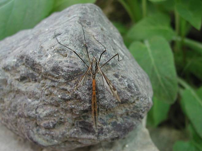 잠자리각다귀 / 홀로세생태보존연구소 이강운 박사 제공