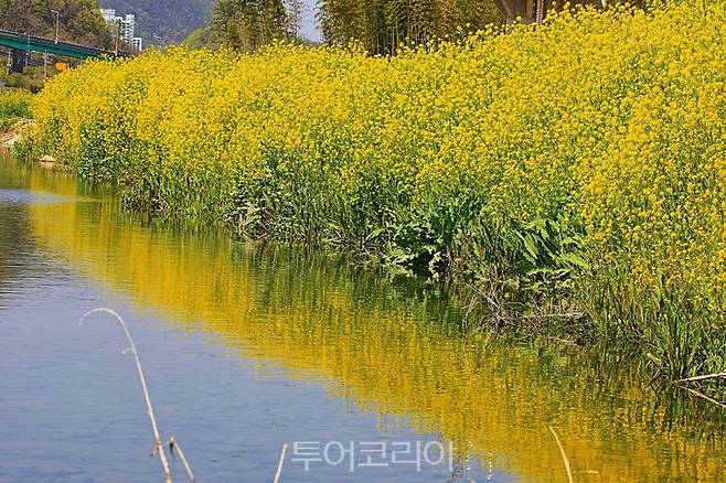 태화강 갓꽃 / 사진-울산시