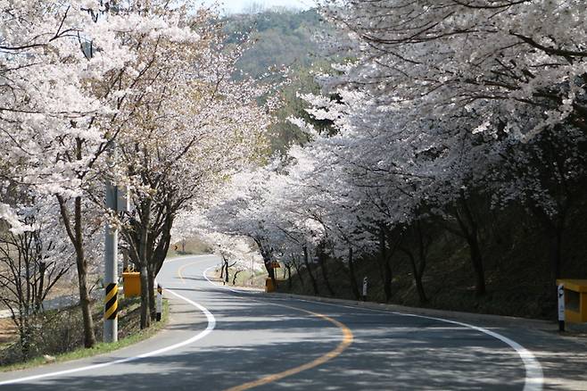 [서울=뉴시스]청양 장곡사 벚꽃길 (사진 = 청양군청) 2022.3.23. photo@newsis.com *재판매 및 DB 금지