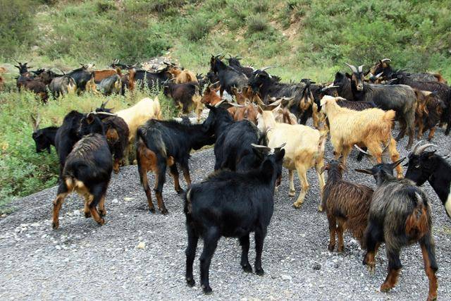 괘벽공로 부근 산길에서 만난 산양 무리. Ⓒ최종명