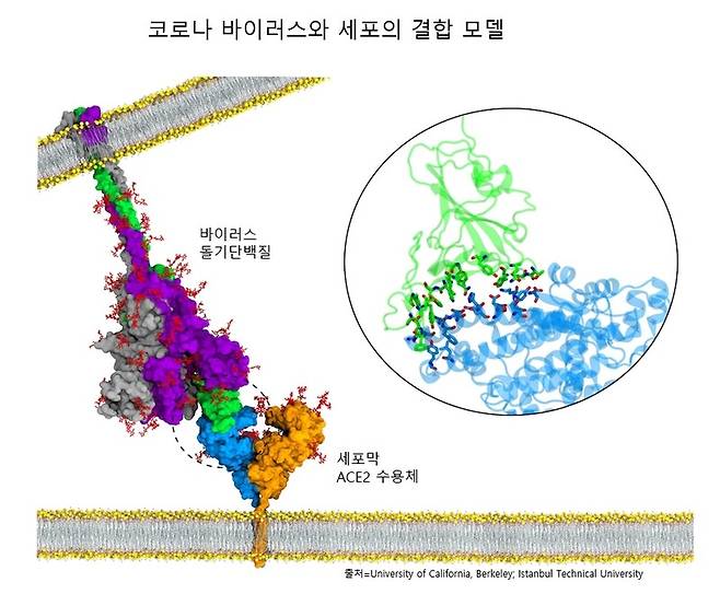 코로나 바이러스의 돌기단백질이 세포막의 ACE2 수용체와 결합하는 것이 감염의 시작이다. UC버클리