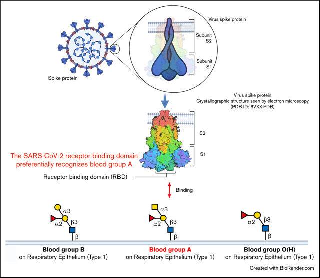 코로나19 바이러스의 돌기단백질에 있는 수용체결합영역(RBD)은 혈액형 A형 보유자의 세포에 더 잘 결합했다. Blood Adv. 2021 Mar 9; 5(5): 1305–1309.