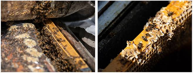 양봉업자 노천식씨는 벌통 500개 중 495개가 텅 비자 120개를 새로 구입했다(왼쪽). 꿀벌의 사체(오른쪽). ⓒ시사IN 신선영