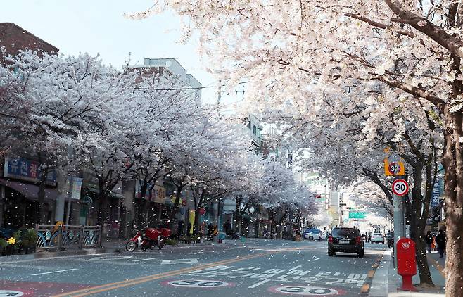 관악구 현대시장 인근 도로에 벚꽃잎이 떨어지는 모습. 사진 관악구청