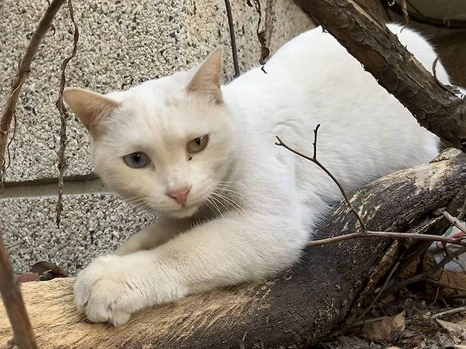 아이폰 SE 이미지 샘플, 화소 수가 1200만 정도라서 조금 어두운 조건에서도 촬영하기 나쁘지 않다. 다만 야간 모드는 제공되지 않는다. 출처=IT동아