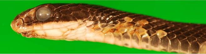 눈꺼풀이 없는 뱀에게 눈은 질병여부를 확인할 수 있는 지표이기도 하다. 감염병에 걸려 눈이 흐릿해진 뱀의 모습. /미국 농무부 홈페이지