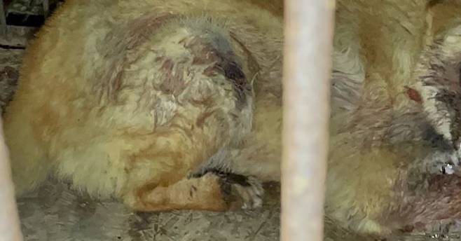 차에 끌려간 강아지 /동물권단체 케어