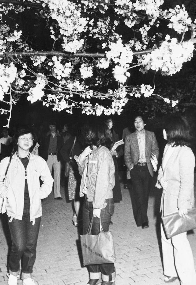 1980년 4월 19일 창경궁에서 시민들이 '밤 벚꽃놀이'를 즐기고 있다. 한국일보 자료사진