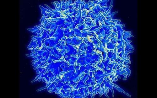 세포 면역에 핵심 역할을 하는 T세포 [미국 NIAID(국립 알레르기 감염병 연구소) 제공. 재판매 및 DB 금지]