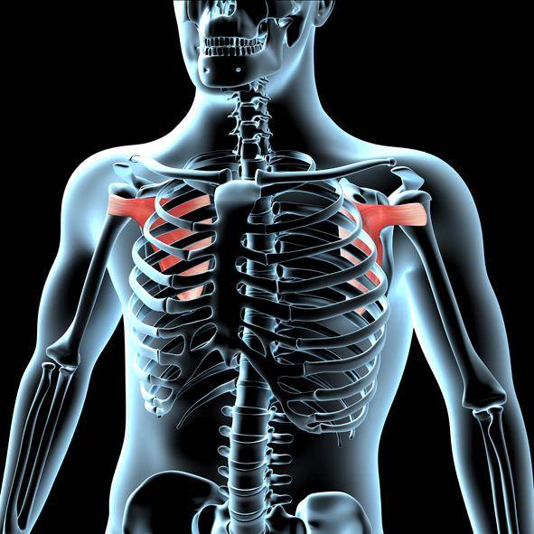 견갑하근. 게티이미지뱅크