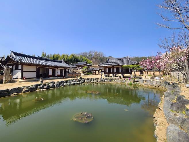 옥천 구읍 교동의 육영수생가의 연당마루 옆엔 그녀가 그토록 좋아했던 자목련이 한창이다.