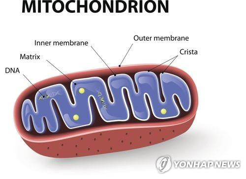 미토콘드리아 구조 [게티이미지뱅크 제공]