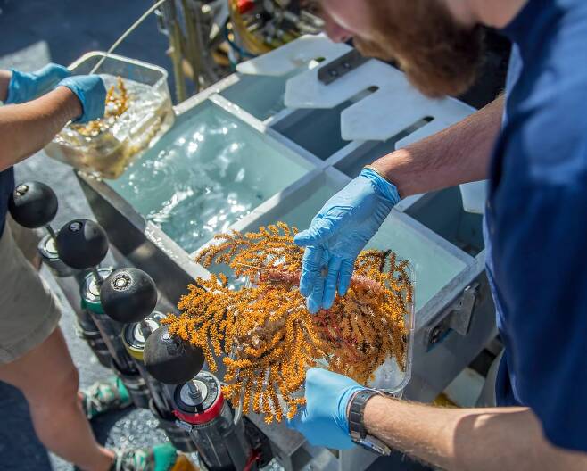 해양과학자들이 ROV가 심해 탐사 중에 채집한 생물인 산호 표본을 살펴보고 있는 모습.(사진=OET/노틸러스 라이브 via 갈라파고스 국립공원/페이스북)