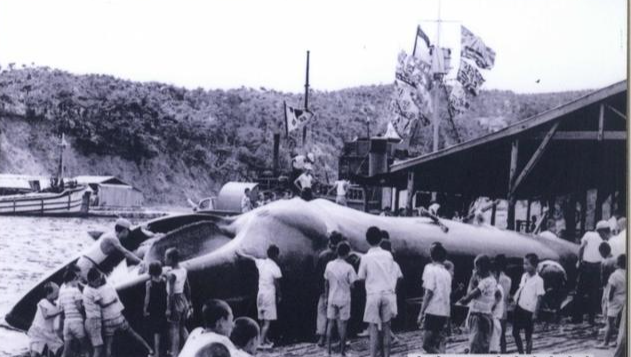 1968년 장생포 고래고기 해체 작업장 모습. 큰 고래를 해체하는 작업은 아이들에게도 흥미로운 볼거리였다. 울산시 남구 제공