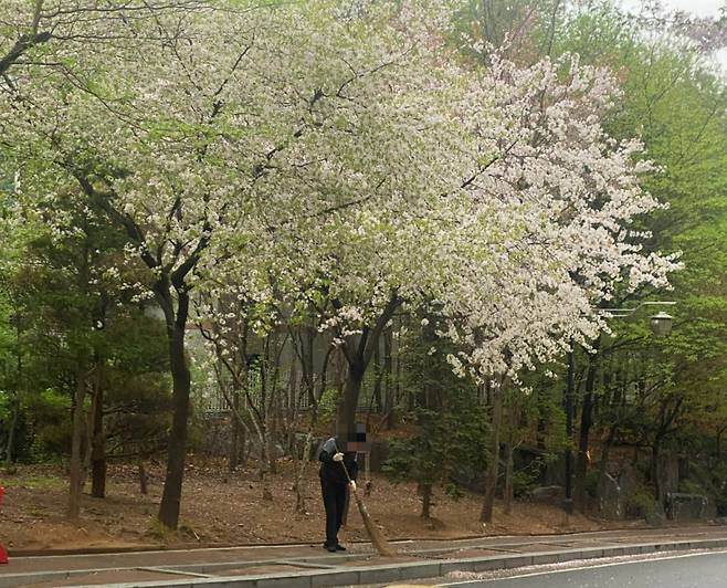 꽃이 예뻐 찍었을 때 그 안에 사람이 있었다./사진=남형도 기자