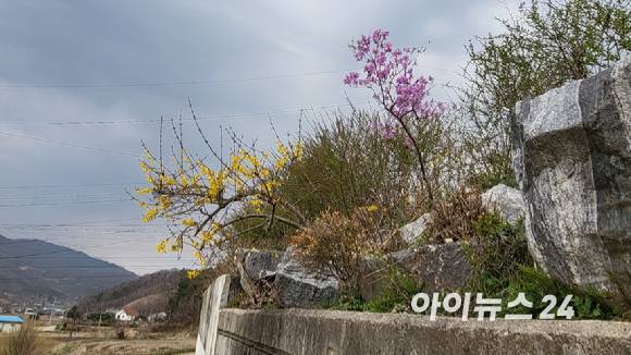 기상청은 고탄소 시나리오와 지금의 지구 가열화 흐름 등을 적용하면 21세기 후반기에 우리나라에서 2월에 개나리와 진달래가 필 수 있다고 분석했다. [사진=정종오 기자]