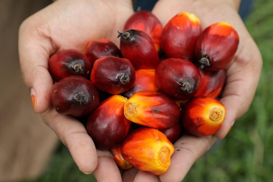 팜유를 만드는 팜나무의 열매. 인도네시아가 팜유 수출을 금지했다. 로이터=연합뉴스