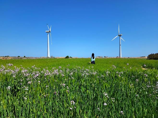 가파도 풍력발전기와 청보리
