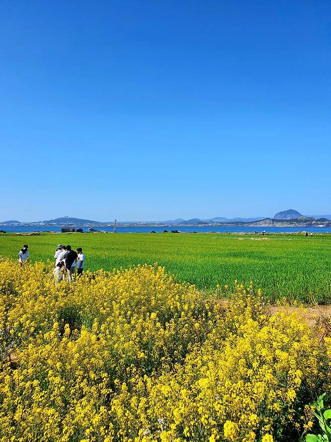 가파도 유채꽃과 청보리