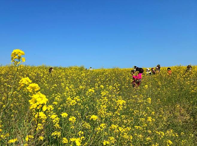 가파도 유채꽃