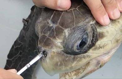 바다거북 코에 꽂힌 플라스틱 빨대. 사진 마린터틀뉴스레터