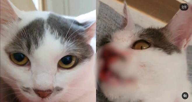 학대로 사망한 삼색이. 살아 있을 때 모습(왼쪽)과 학대로 숨진 모습(오른쪽)./사진=동탄 길고양이 학대 최초 제보자님 제공