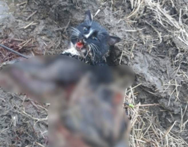 지난해 '동물판 N번방'이라 불린 고어전문방에 공유됐던 길고양이 학대 사진. 고양이가 화살에 맞아 피흘리고 고통스러워 하는 모습이었다. 학대범들은 카톡 오픈 채팅방에서 고양이를 학대하고 찍어서 자랑스럽게 공유했다. 이 고어전문방 운영자는 고작, 벌금 300만원형을 선고 받았다./사진=동물자유연대