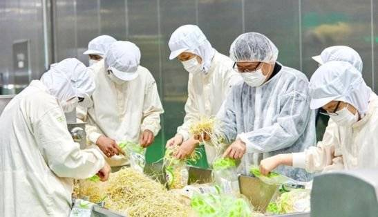 강화도 우리마을 콩나물 사업장은 발달장애인 50여 명을 고용해 무농약 콩나물 제품을 생산하고 있다. 풀무원