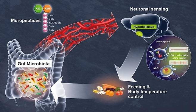 '장뇌 축'의 작동 메커니즘 [프랑스 파스퇴르 연구소. 재판매 및 DB 금지]