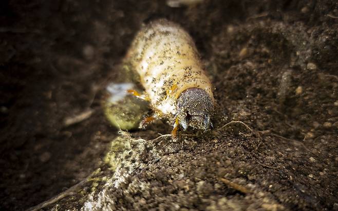 권혁재 핸드폰사진관/장수풍뎅이 애벌레